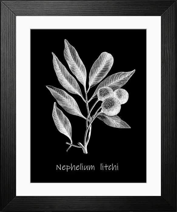 Framed Print : Old engraved illustration of Litchi plant (Nephelium litchi) Framed Print : Old engraved illustration of Litchi plant (Nephelium litchi)