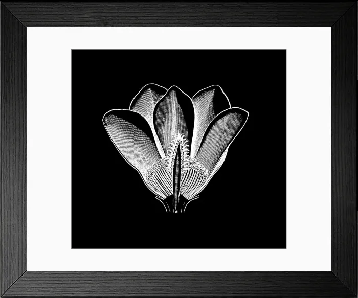 Framed Print : Old engraved illustration of Botany, magnolia flower, Magnoliaceae Framed Print : Old engraved illustration of Botany, magnolia flower, Magnoliaceae