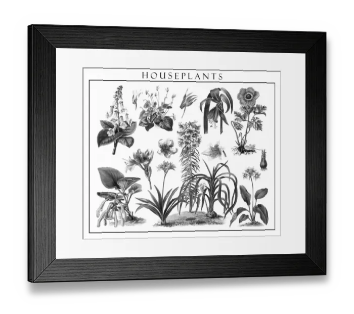 Framed Print : Old engraved illustration of blossom houseplants