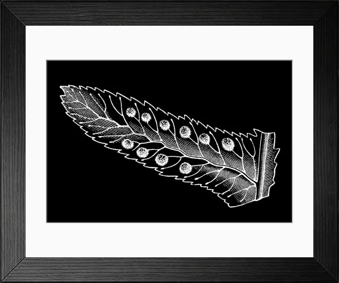 Framed Print : Old engraved illustration of Polypodium - genus of ferns in the family Polypodiaceae