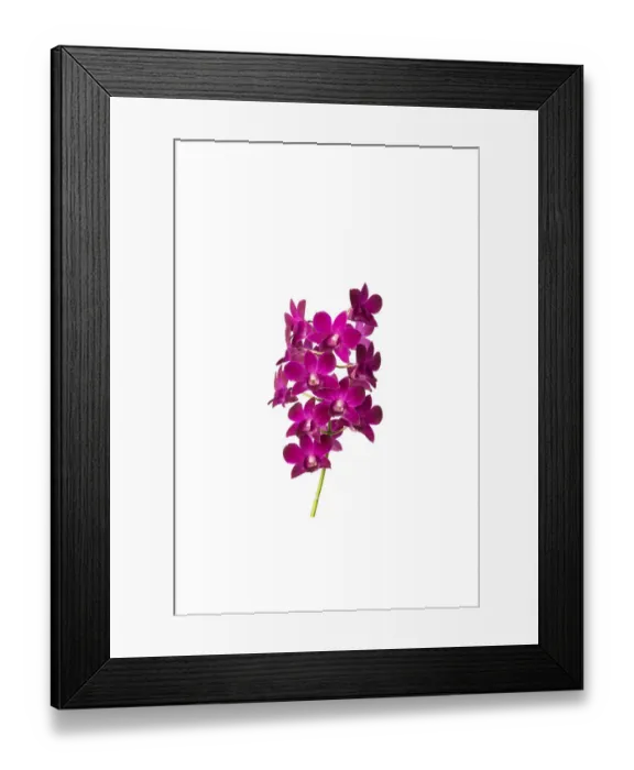 Framed Print : Dendrobium sa nook purple happiness Framed Print : Dendrobium sa nook purple happiness