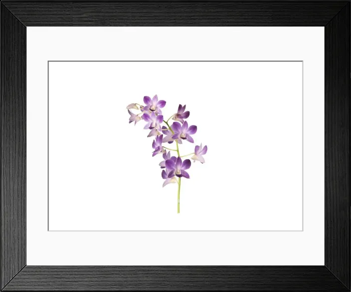Framed Print : Dendrobium sa nook blue happiness Framed Print : Dendrobium sa nook blue happiness