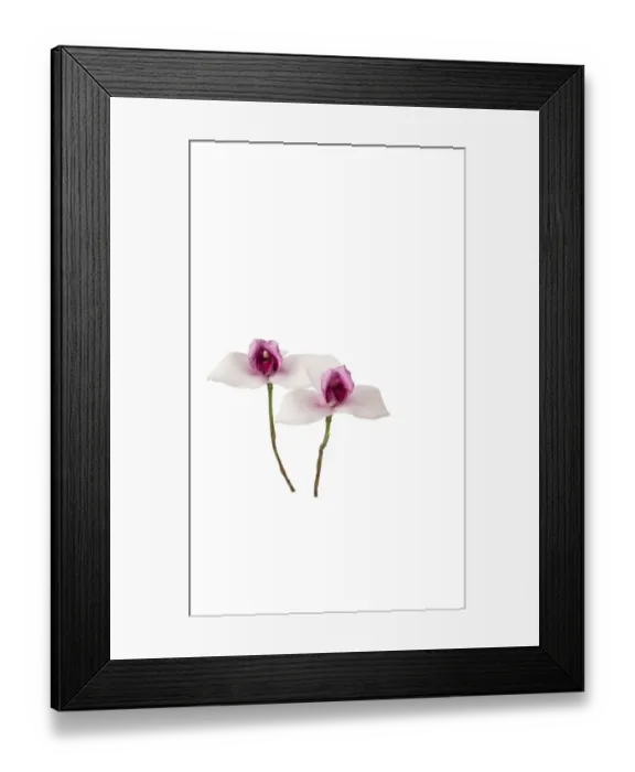 Framed Print : Lycaste virginialis Framed Print : Lycaste virginialis