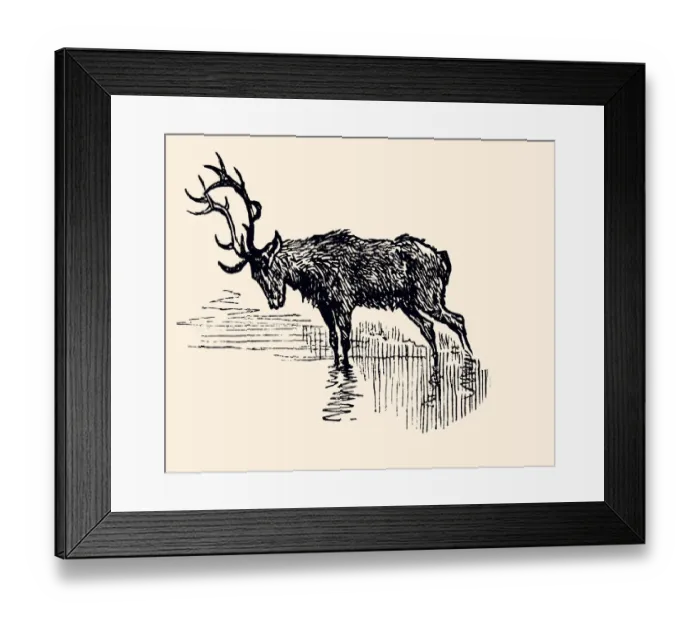 Framed Print : DEER (XXXL) Framed Print : DEER (XXXL)
