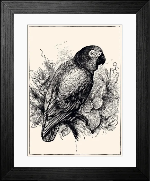 Framed Print : AUSTRALIAN PARROT (XXXL)