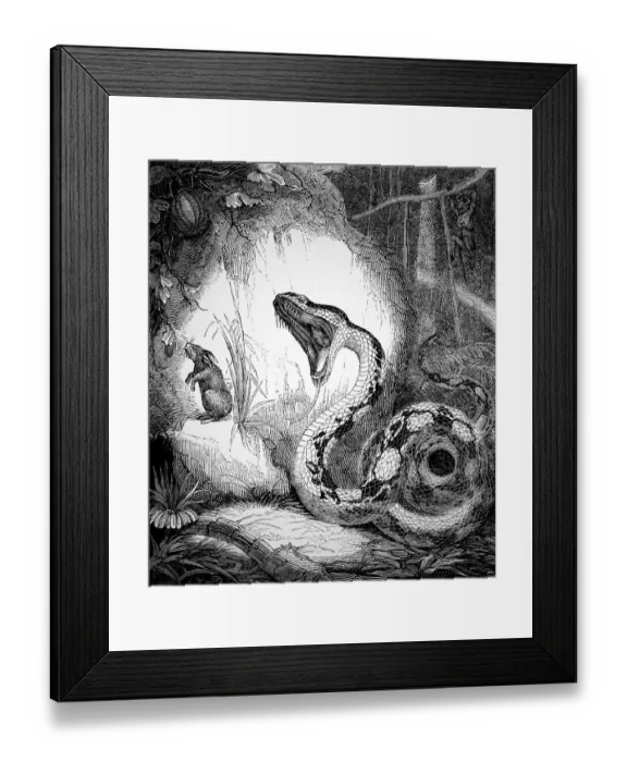 Framed Print : Boa Constrictor