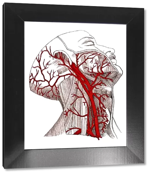 Arteries of The Head