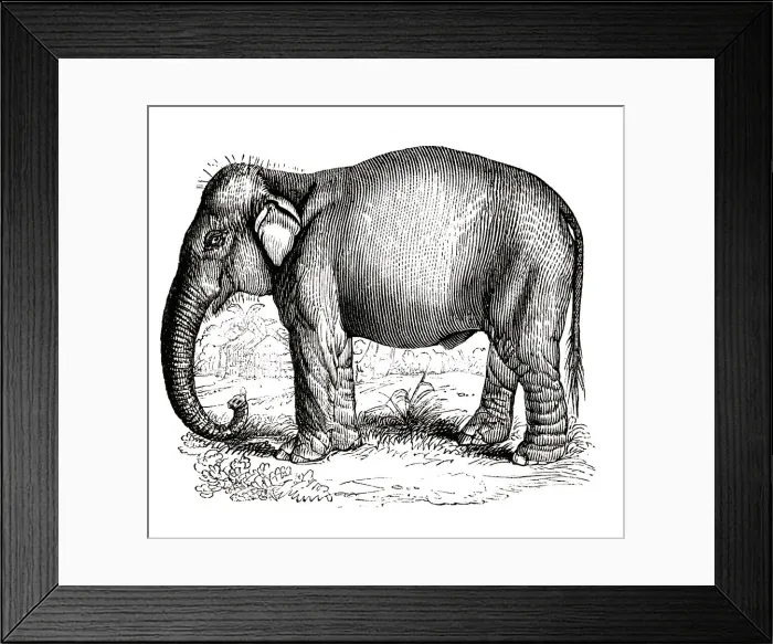 Framed Print : Elephant. Indian ElephantEngraved and published in the Pictorial Sunday Framed Print : Elephant. Indian ElephantEngraved and published in the Pictorial Sunday