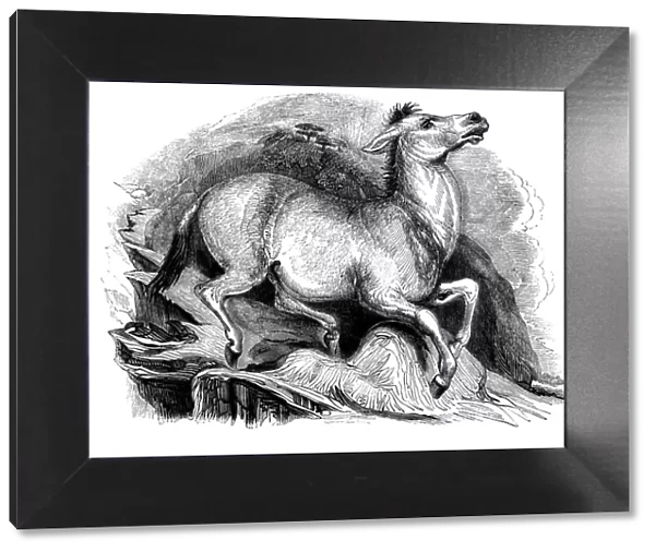 Mule by Thomas Landseer (1793-1880)