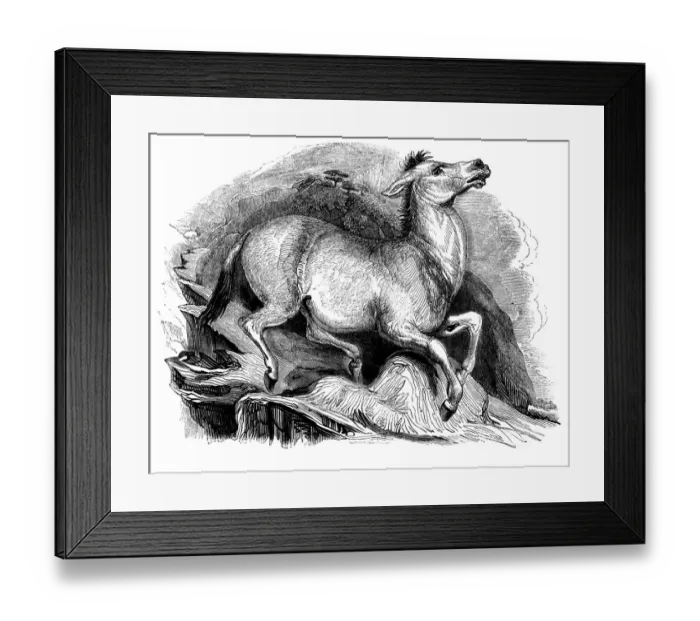 Framed Print : Mule by Thomas Landseer (1793-1880)
