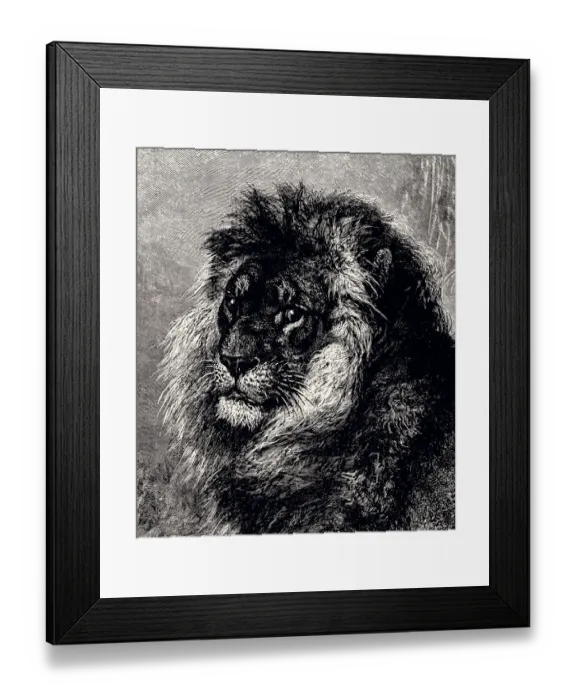Framed Print : LION (XXXL) Framed Print : LION (XXXL)