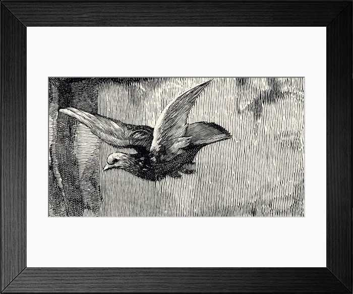 Framed Print : PIGEON (XXXL) Framed Print : PIGEON (XXXL)