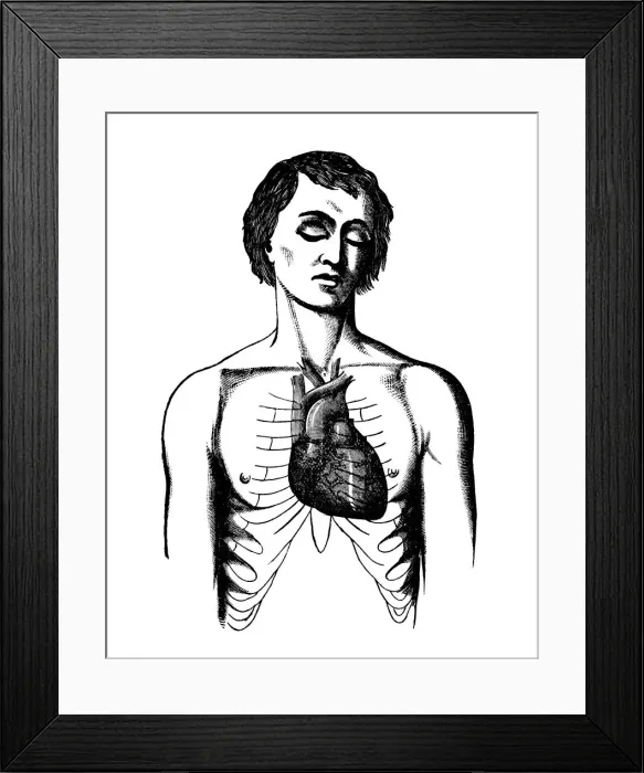 Framed Print : Position of the heart in a healthy man