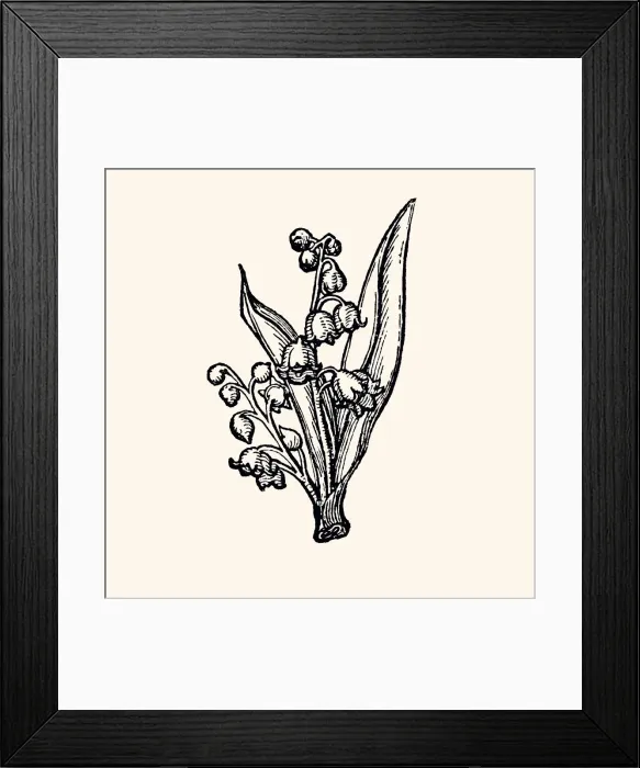 Framed Print : LILLY OF THE VALLEY : DESIGN ELEMENT (high resolution with lots of detail) Framed Print : LILLY OF THE VALLEY : DESIGN ELEMENT (high resolution with lots of detail)