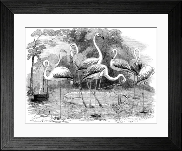 Framed Print : Flamingos in the Zoological Societys Gardens, Illustrated London News Framed Print : Flamingos in the Zoological Societys Gardens, Illustrated London News