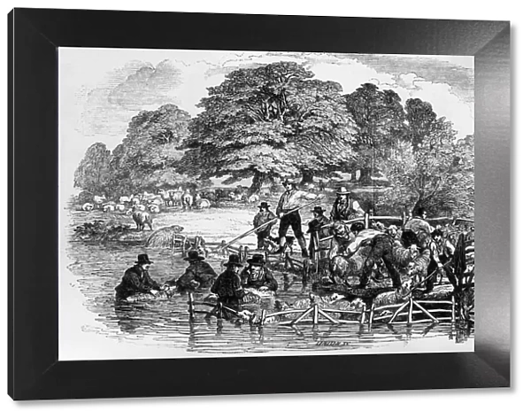 Sheep Dip. 1846: Farmers use long poles to wash their sheep in the river