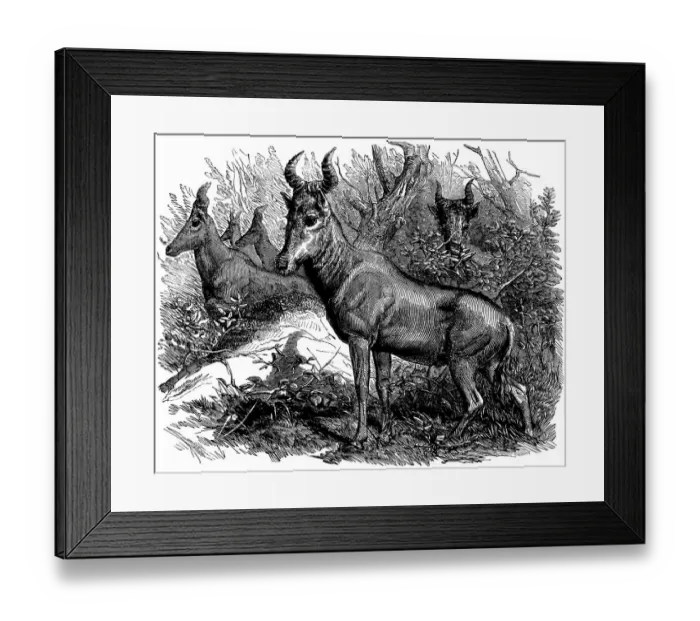 Framed Print : Bubale Antelope in the Zoological Societys Gardens, Illustrated London News Framed Print : Bubale Antelope in the Zoological Societys Gardens, Illustrated London News