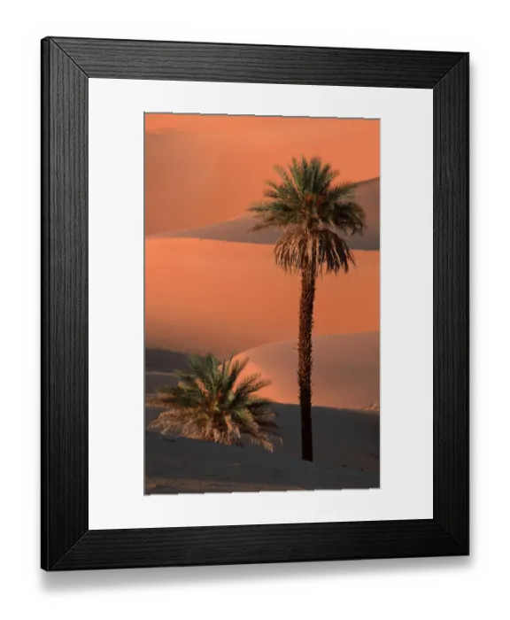 Framed Print : Date Palms, Sahara, Erg Ubari, Lybia / (Phoenix dactylifera) Framed Print : Date Palms, Sahara, Erg Ubari, Lybia / (Phoenix dactylifera)