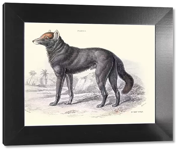Dusky or clouded wolf, Canis nubilus, Wildlife art
