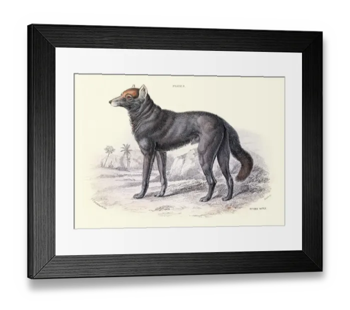 Framed Print : Dusky or clouded wolf, Canis nubilus, Wildlife art Framed Print : Dusky or clouded wolf, Canis nubilus, Wildlife art