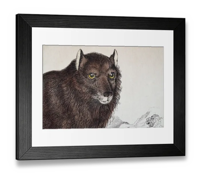 Framed Print : European black wolf, a melanistic colour variant of the gray wolf (Canis lupus) Framed Print : European black wolf, a melanistic colour variant of the gray wolf (Canis lupus)