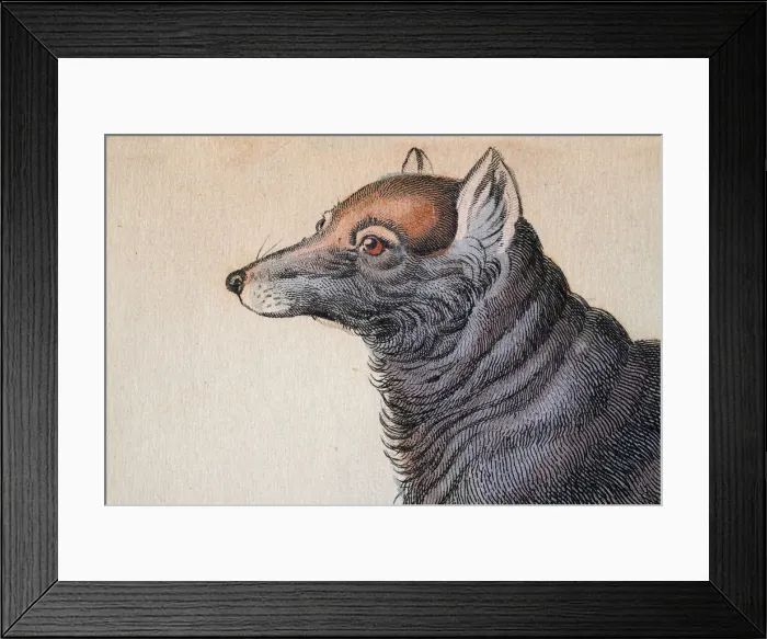 Framed Print : Head of a Dusky or clouded wolf, Canis nubilus Framed Print : Head of a Dusky or clouded wolf, Canis nubilus