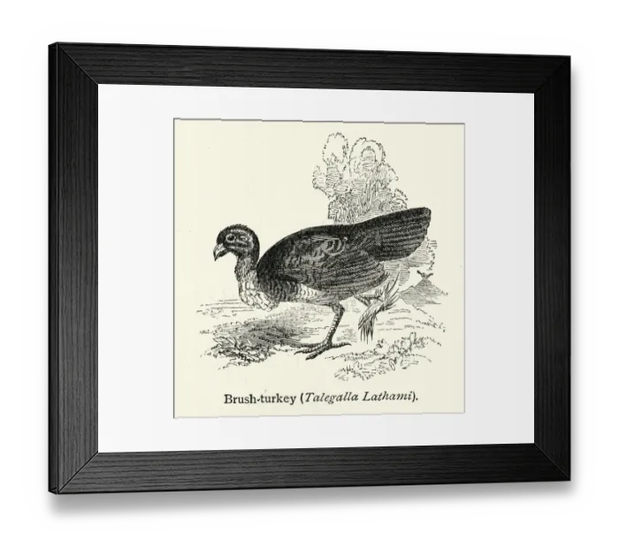 Framed Print : Australian brushturkey or gweela (Alectura lathami) Framed Print : Australian brushturkey or gweela (Alectura lathami)