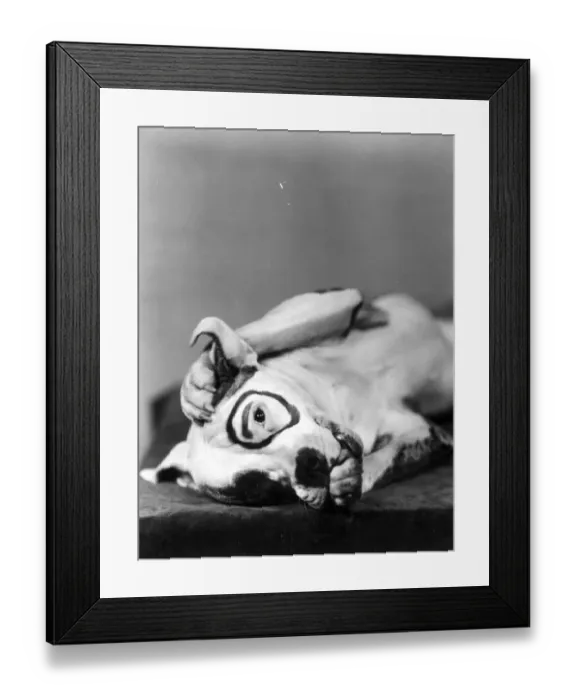 Framed Print : Cute Pup Pete Framed Print : Cute Pup Pete