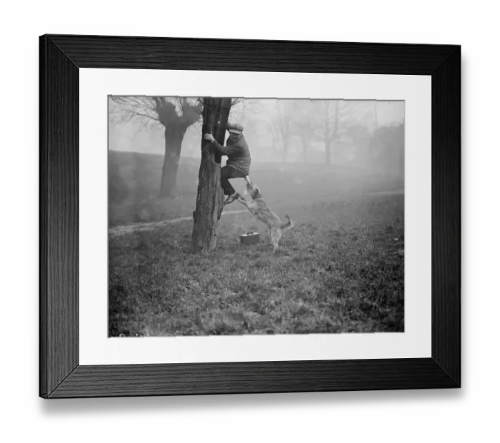 Framed Print : Gotcha. February 1928: Not all police dogs are thoroughbreds Framed Print : Gotcha. February 1928: Not all police dogs are thoroughbreds
