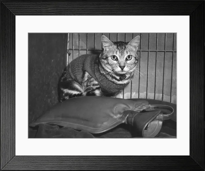 Framed Print : Showcat. 10th November 1954: Bellever Calchas Dasheux, a showcat bred by M Framed Print : Showcat. 10th November 1954: Bellever Calchas Dasheux, a showcat bred by M