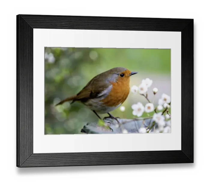 Framed Print : Close-up image of a European robin, known simply as the robin or robin redbreast in Framed Print : Close-up image of a European robin, known simply as the robin or robin redbreast in