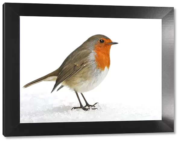Robin. Erithacus rubecula at Christmas in the snow