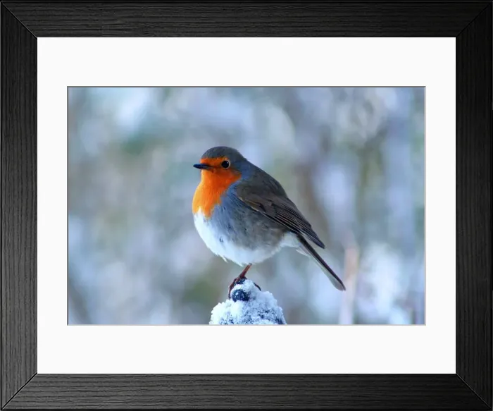 Framed Print : Red Breast Framed Print : Red Breast