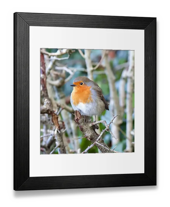 Framed Print : The European robin hiding in the trees Framed Print : The European robin hiding in the trees