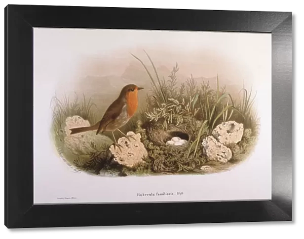 Robin and Eggs