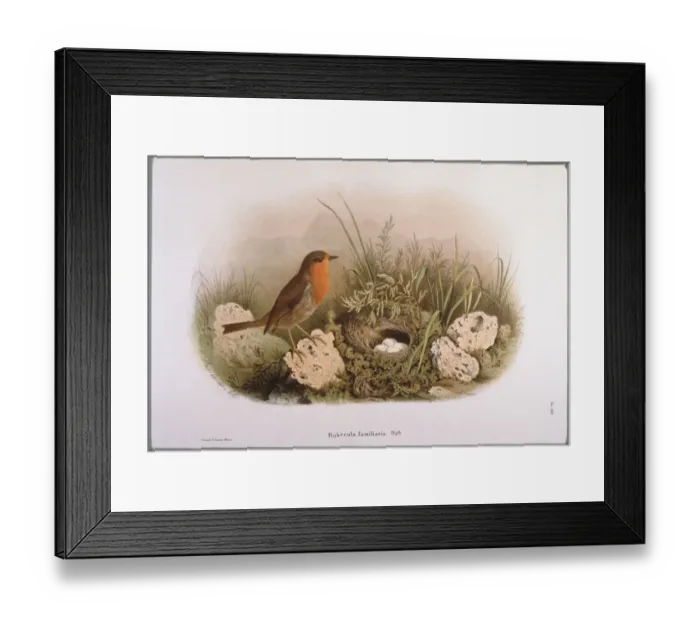 Framed Print : Robin and Eggs Framed Print : Robin and Eggs