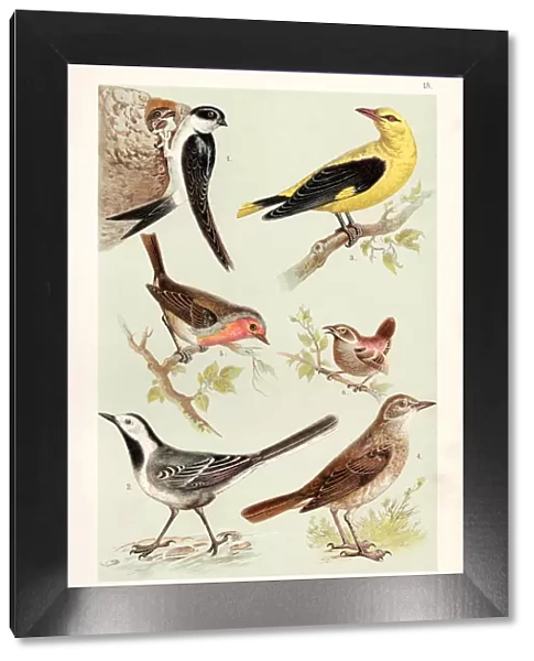 Birds illustration 1888