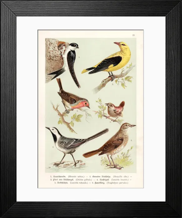Framed Print : Birds illustration 1888
