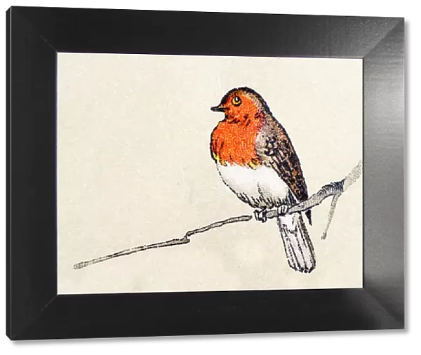 Robin, birds animals antique ilustration