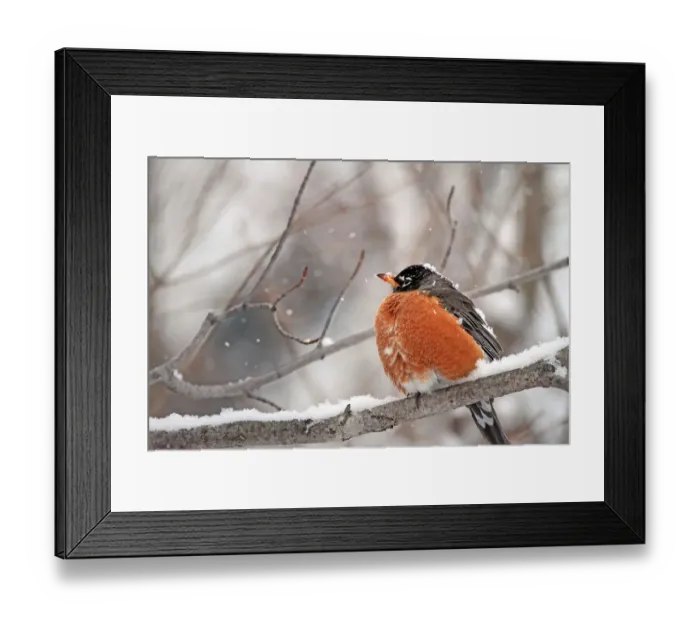 Framed Print : American Robin Perched in Snow Framed Print : American Robin Perched in Snow