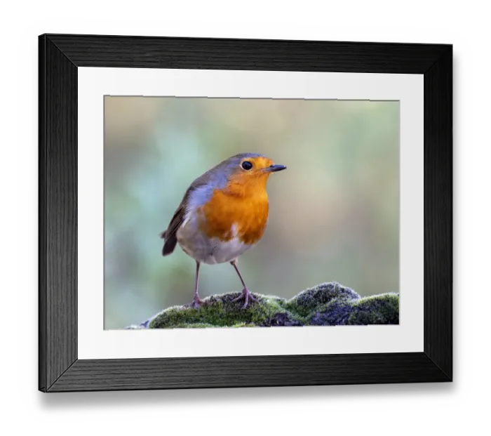 Framed Print : Close-Up Of Robin (Erithacus rubecula), bird perched on a stone in nature Framed Print : Close-Up Of Robin (Erithacus rubecula), bird perched on a stone in nature