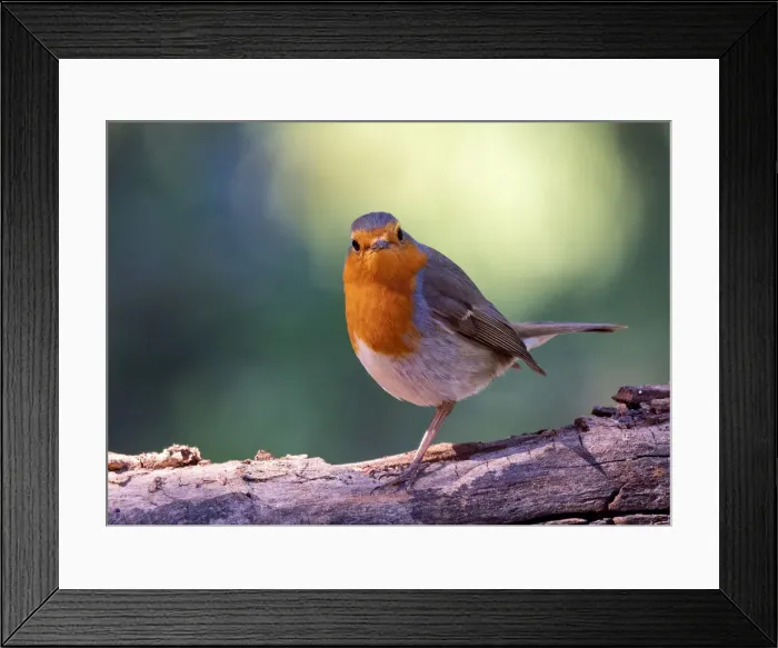 Framed Print : Close-Up Of Robin (Erithacus rubecula), standing on the trunk of a tree in the nature Framed Print : Close-Up Of Robin (Erithacus rubecula), standing on the trunk of a tree in the nature