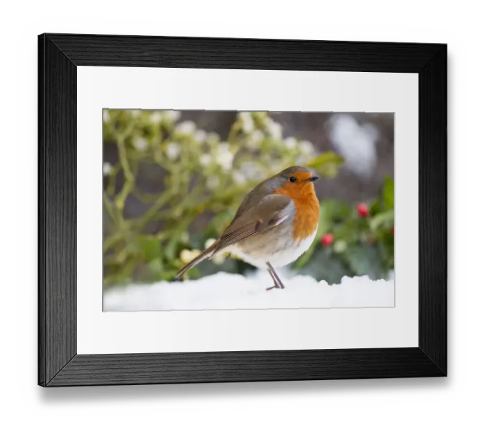 Framed Print : European Robin in the snow Framed Print : European Robin in the snow