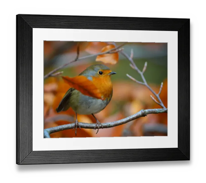 Framed Print : Robin Red Breast Hiding in Beech Tree Framed Print : Robin Red Breast Hiding in Beech Tree