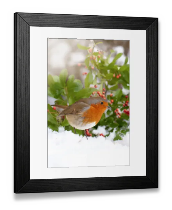 Framed Print : Close-up image of a European Robin garden bird in the snow Framed Print : Close-up image of a European Robin garden bird in the snow