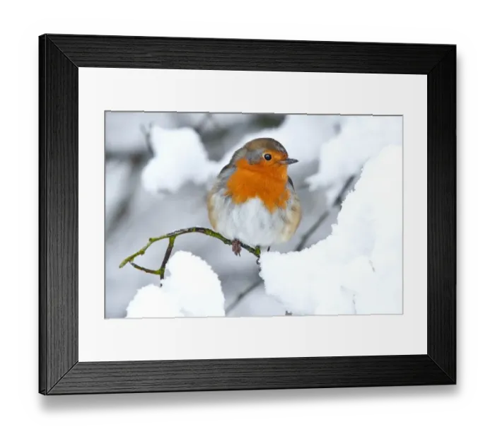 Framed Print : Robin in the snow