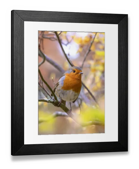 Framed Print : Beautiful European garden Robin red breast bird perched in autumn colours