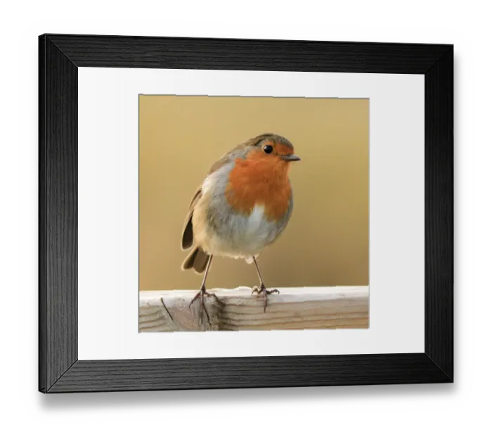 Framed Print : Robin. A Winter Robin watching for titbits at a car park Framed Print : Robin. A Winter Robin watching for titbits at a car park