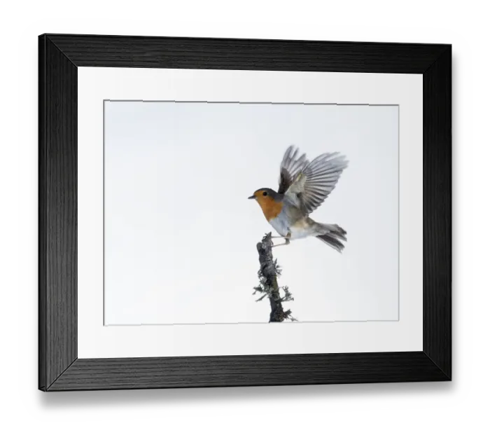 Framed Print : Close-Up Of Robin (Erithacus rubecula), in flight on a white background Framed Print : Close-Up Of Robin (Erithacus rubecula), in flight on a white background