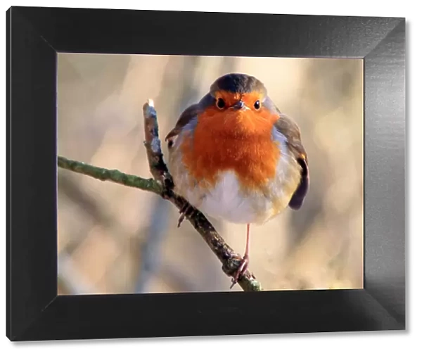 Robin. Winter Robin at Bassenthwaite, English Lake District